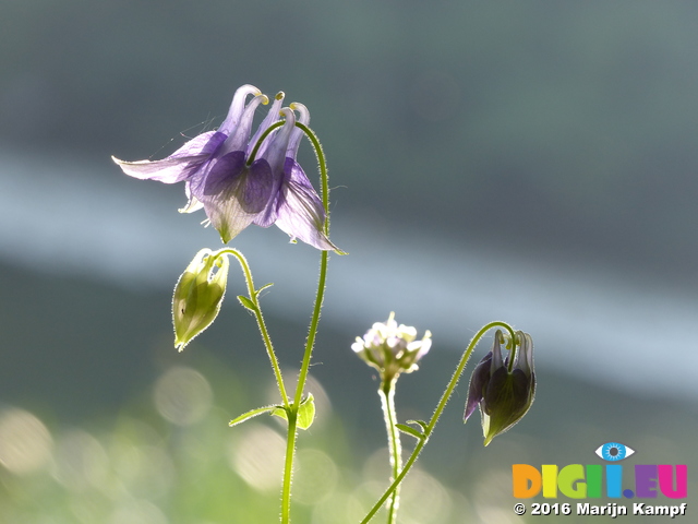 FZ029212 Columbine (Aquilegia vulgaris) blue flower